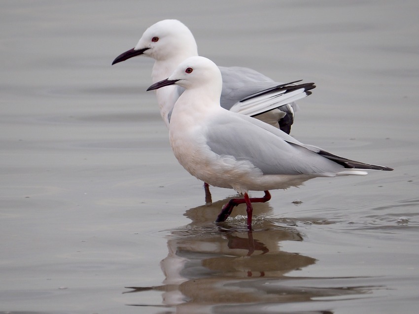 Gabbiano roseo (Chroicocephalus genei)